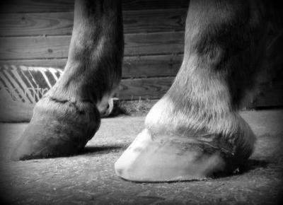 Both hooves extremely high lf first set up trim rf not trimmed in pictrure you capushing out the back of the capsulen see the ungal cartilages 