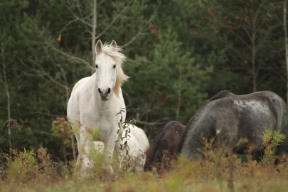 Almost 90 acres of Natural Lifestyle For Our Horses